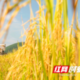 文化永州丨嶷山阿云：丰收节的礼物