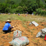 江永:科技特派员扎根一线 赋能乡村产业