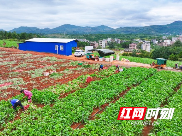 湖南新田：红皮萝卜丰收 俏销粤港澳大湾区（组图）