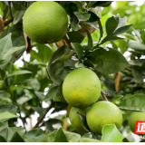 道县:果园秋管忙 脐橙成“致富果”