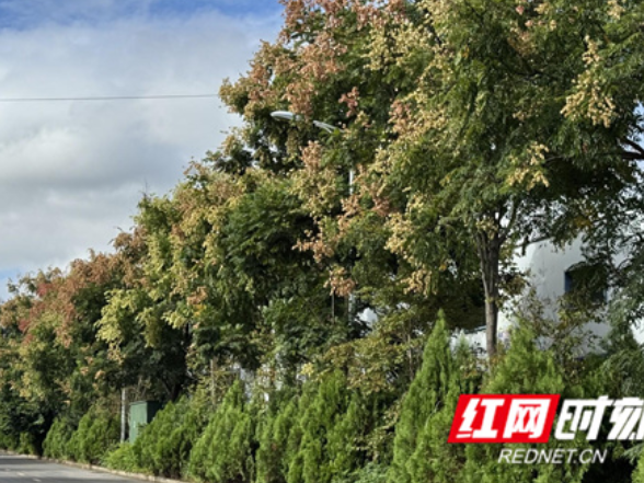 江永：栾树花开 邂逅秋季限定