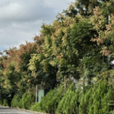 江永:栾树花开 邂逅秋季限定