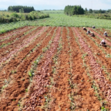 湖南道县:荒坡焕新颜 紫薯丰收映振兴