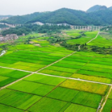 湖南新田：高标准农田稻浪翻滚 丰收在望（组图）
