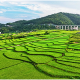 湖南新田：金秋梯田 “丰”景如画（组图）