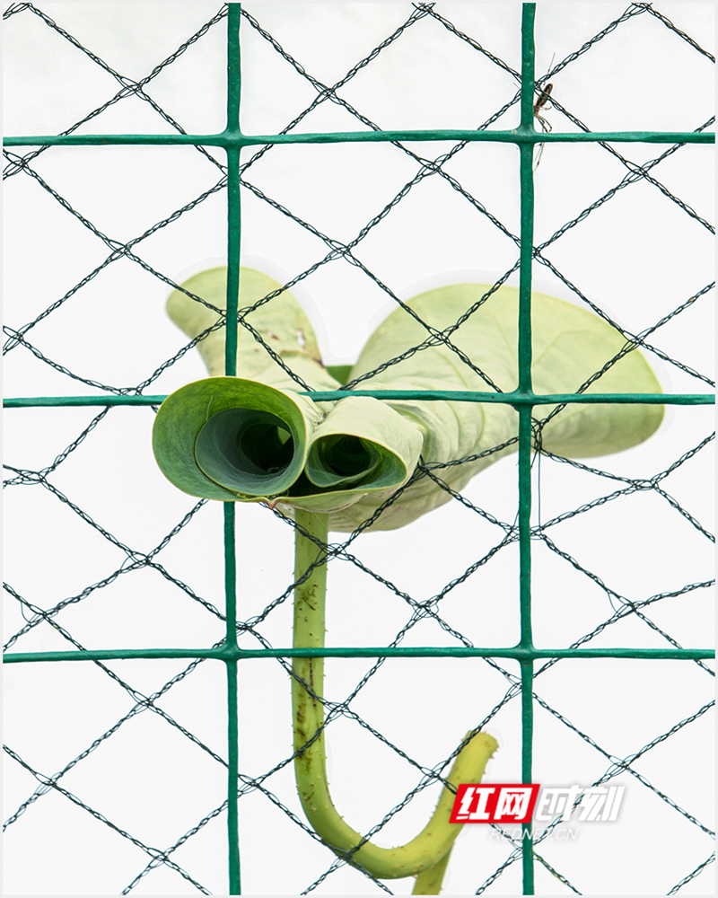 图.jpg
