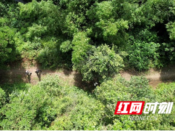 新田：护林员用汗水筑牢森林“防火墙”