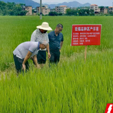 永州市农科所：深耕低镉水稻推广 筑牢粮食安全根基