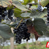 湖南江永：高山刺葡萄迎丰收