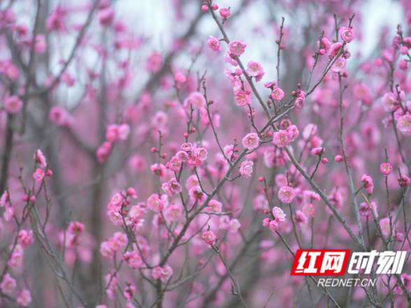 湖南道县：大寒时节梅飘香（组图）
