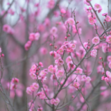 湖南道县：大寒时节梅飘香（组图）