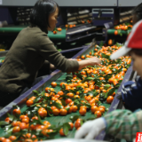 道县:砂糖橘丰收季 流水线“加速”助产销