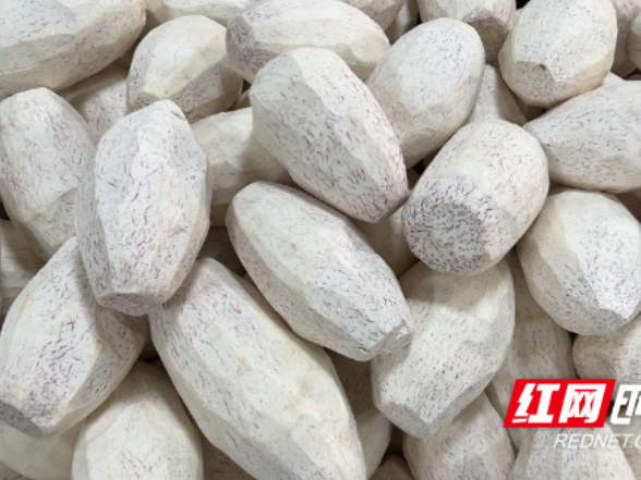 湖南江永：跨越千里湘苏情 香芋飘香年货季