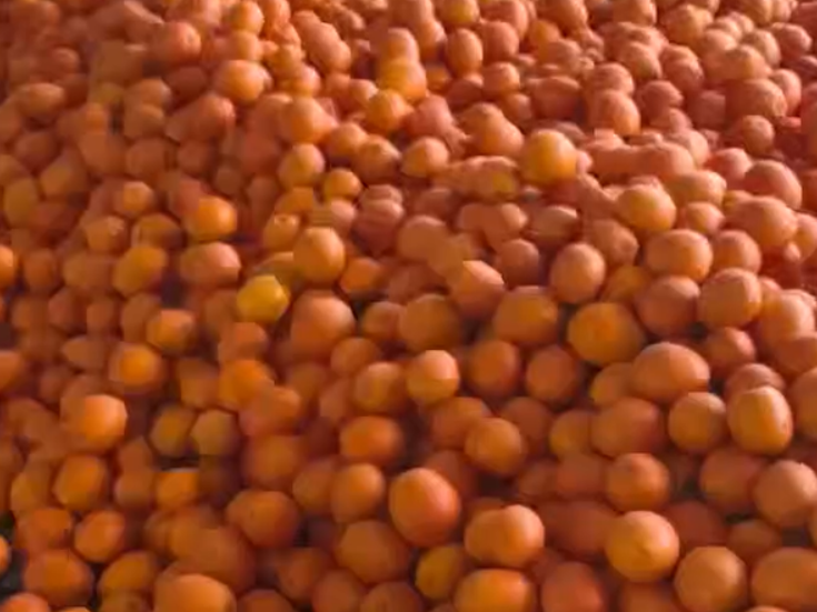 36万斤！“体育流量+国企担当”点燃助农引擎 永湘甄选携手湘超队员解锁道县脐橙热销密码