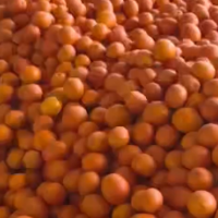 36万斤！“体育流量+国企担当”点燃助农引擎 永湘甄选携手湘超队员解锁道县脐橙热销密码