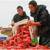 湖南新田：小寒萝卜红 采收外销忙（组图）