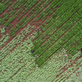 新田：小寒至 鲜蔬采收保供应