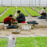 湖南新田：人勤春早农事忙（组图）