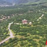 江永：深耕香柚品质拓市场 产销两旺迎新春