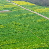湖南道县：油菜花开报春来（组图）