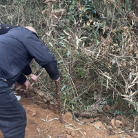 江永:返乡夫妻散步遇豹猫被困 多方联手救助放归山林