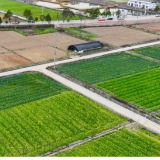 湖南新田：油菜花开乡村美（组图）