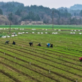 湖南新田：雨水时节农事忙（组图）