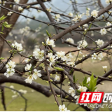 江永：李花竞放枝头 铺就产业致富路