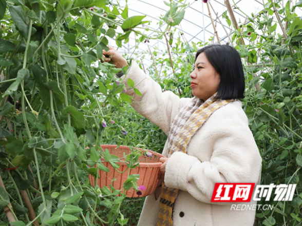 新田：大棚荷兰豆迎采摘 绿色产业促增收