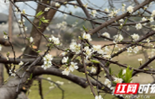 江永：李花竞放枝头