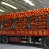 “硒”引八方，柚香四海！江永香柚强势“破圈”奔富路