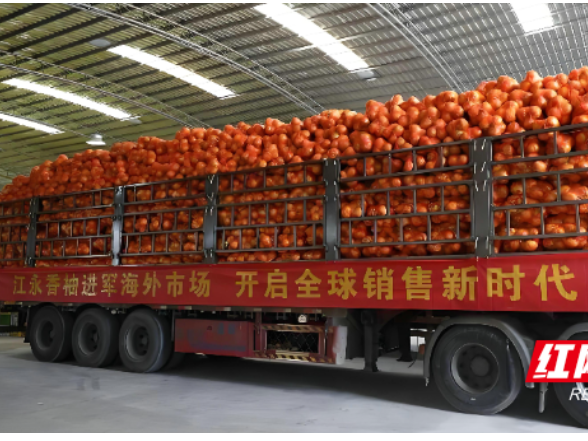 “硒”引八方，柚香四海！江永香柚强势“破圈”奔富路