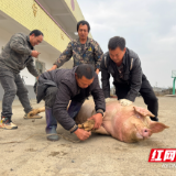 新春走基层丨江永：杀年猪 品年味 瑶寨欢喜迎新春