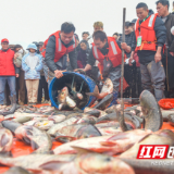 湖南道县：“乡村捕鱼节”迎新春
