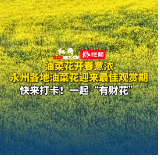 油菜花开春意浓！永州各地油菜花迎来最佳观赏期