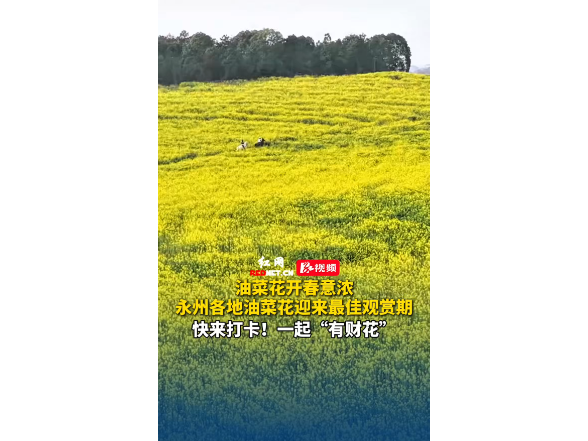 油菜花开春意浓！永州各地油菜花迎来最佳观赏期