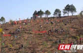 湖南江华：不负春光添新绿 干群同心绘新景