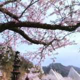 视频丨双牌阳明山:樱花烂漫正当时 万和湖畔春色浓