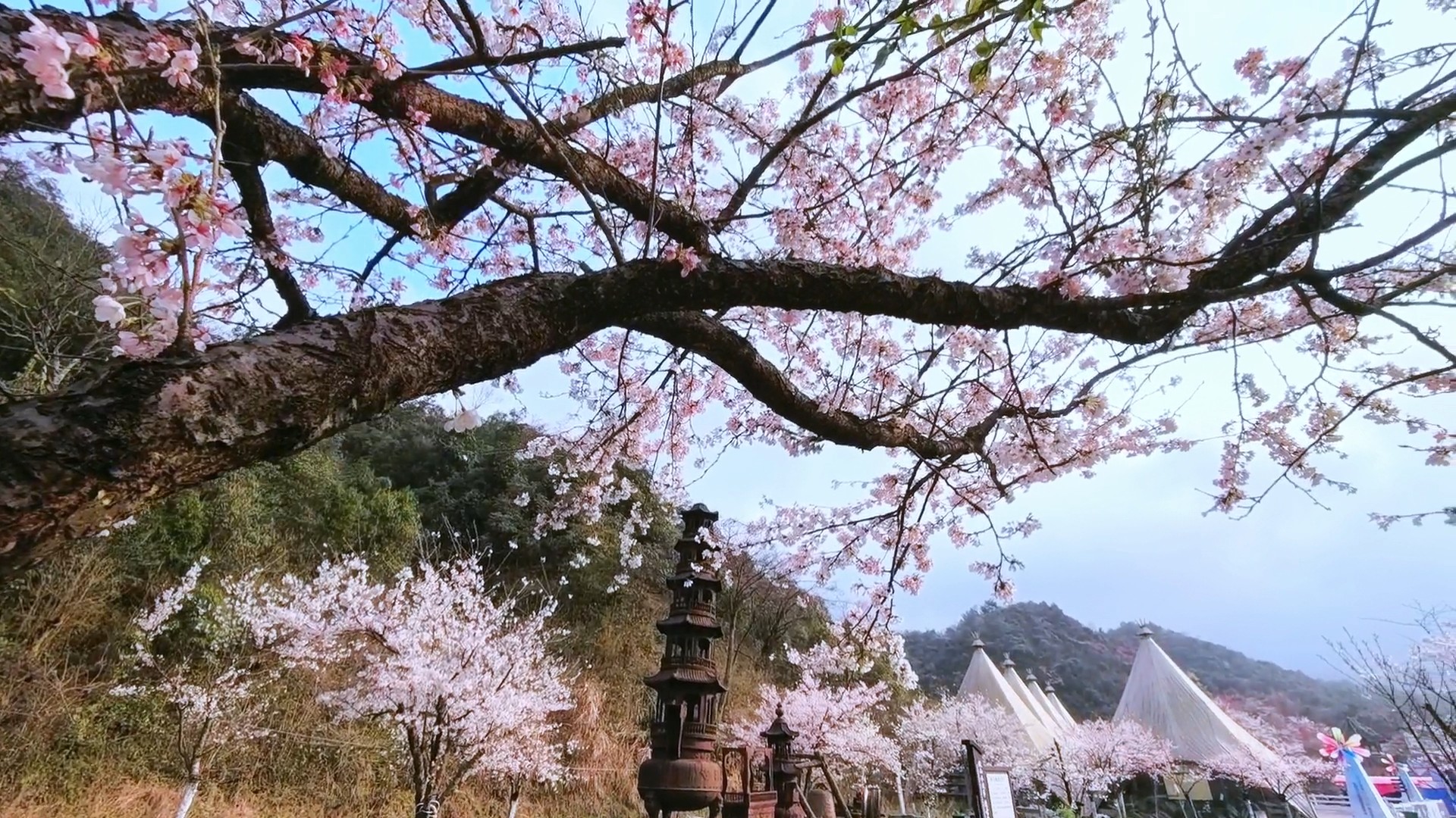 双牌阳明山：樱花烂漫正当时