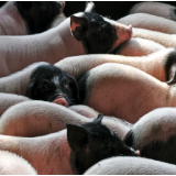 文化永州丨嶷山阿云:舜皇山土猪