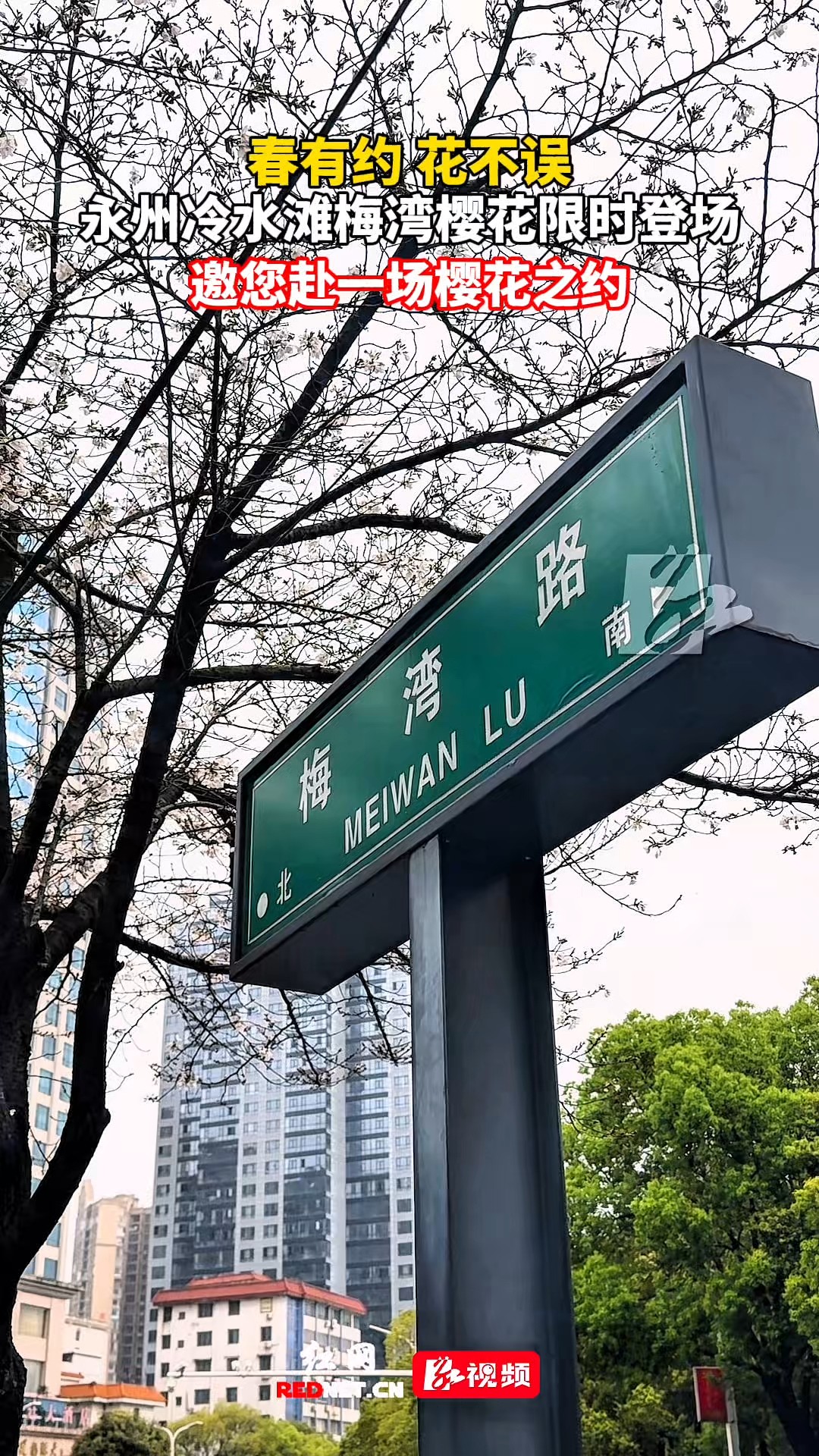 冷水滩梅湾路樱花限时登场