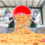 文化永州丨嶷山阿云:南有新田——大豆书