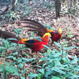 红外相机“抓包”！湖南双牌阳明山两只红腹锦鸡林间“比武” 金羽翻飞尽显野性