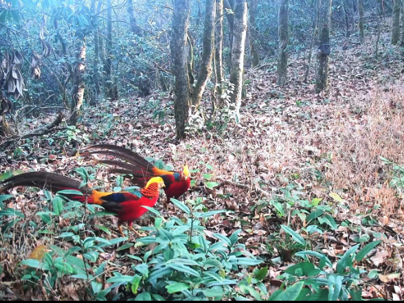 红外相机“抓包”！湖南双牌阳明山两只红腹锦鸡林间“比武” 金羽翻飞尽显野性