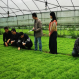 永州职院农技服务团到高溪市镇指导水稻育秧