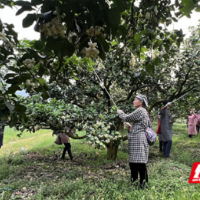 江永：香柚花开授粉忙 精细管护助振兴