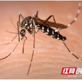 永州疾控:破解白纹伊蚊越冬密码,春日灭蚊正当时