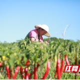文化永州丨嶷山阿云:陶岭三味辣椒