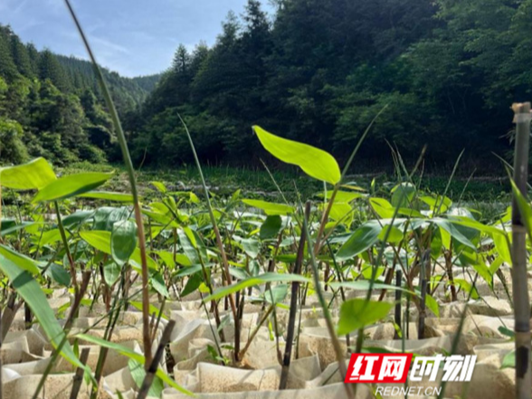 永州蓝山：从种粽叶到育种苗 小小粽叶产业迈上提质增效共富路