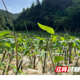 永州蓝山：从种粽叶到育种苗 小小粽叶产业迈上提质增效共富路
